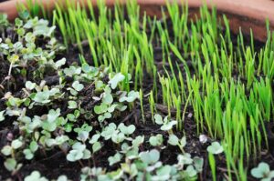 Microgreens